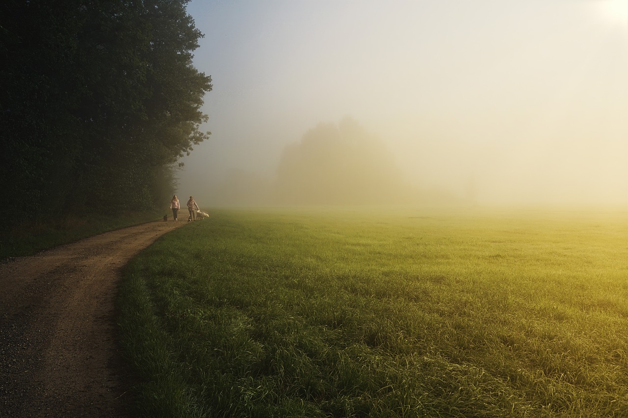 trees, field, trail