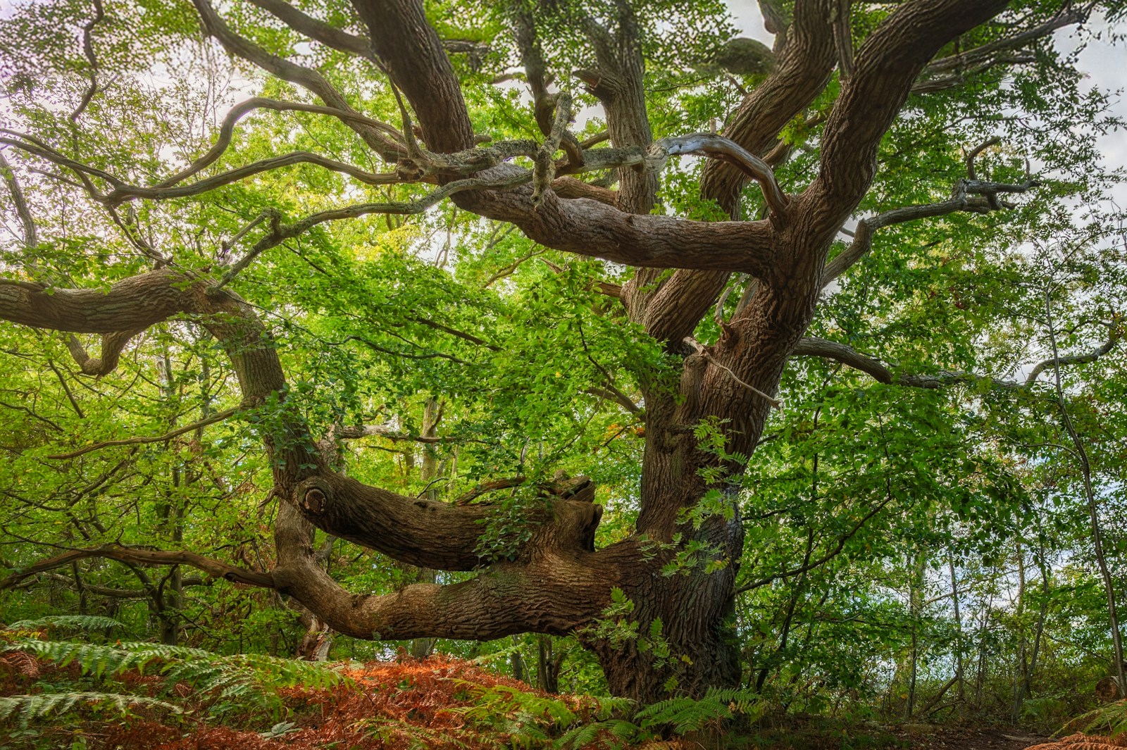 A large tree in the middle of a forest